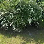 Mit Garten *