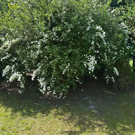 Mit Garten *